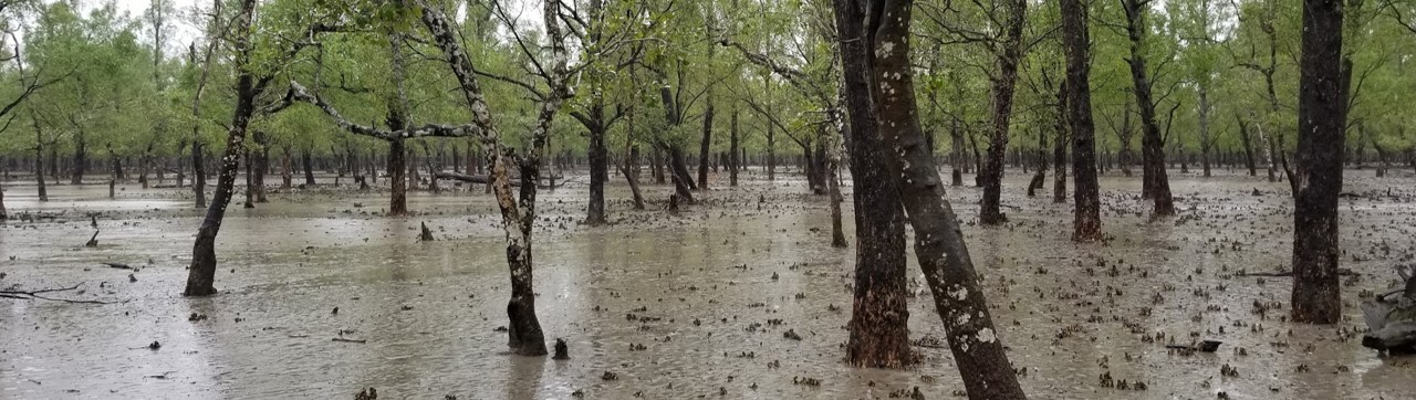 Sundarbans